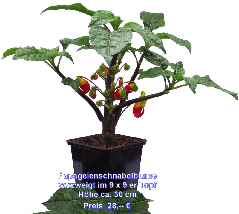 Papageienschnabelblume